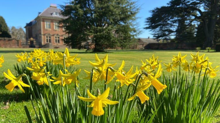 Clumps of bright yellow daffodils blooming on a lawn with Tredegar House, Newport, behind.